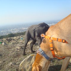 2015 Mount Taylor hike w Alex T Nay Romi Ren 04