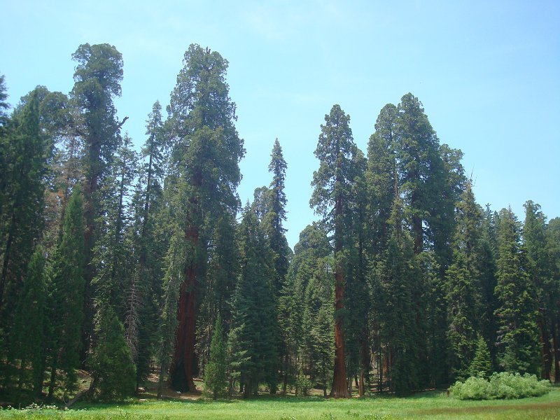 2015 Sequoia National Park w Reyes 073