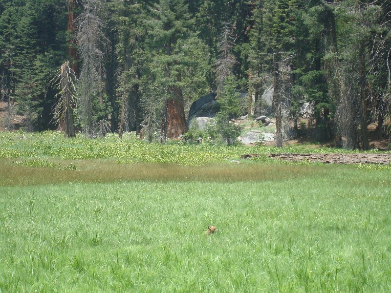 2015 Sequoia National Park w Reyes 074