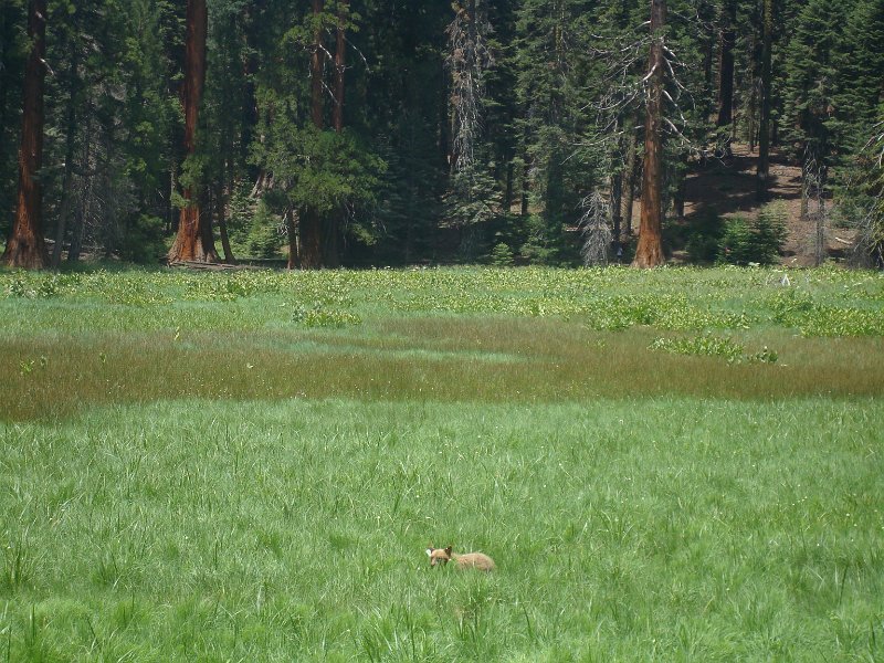 2015 Sequoia National Park w Reyes 075