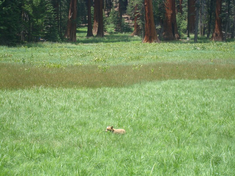 2015 Sequoia National Park w Reyes 076