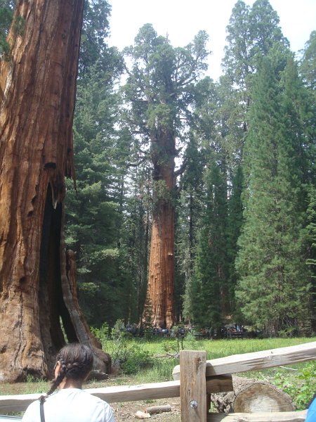 2015 Sequoia National Park w Reyes 097