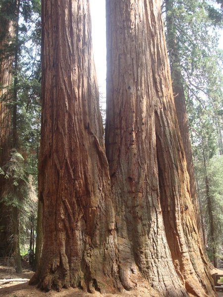 2015 Sequoia National Park w Reyes 104