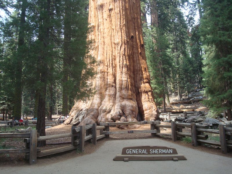 2015 Sequoia National Park w Reyes 109