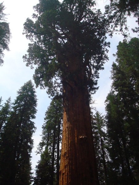 2015 Sequoia National Park w Reyes 110