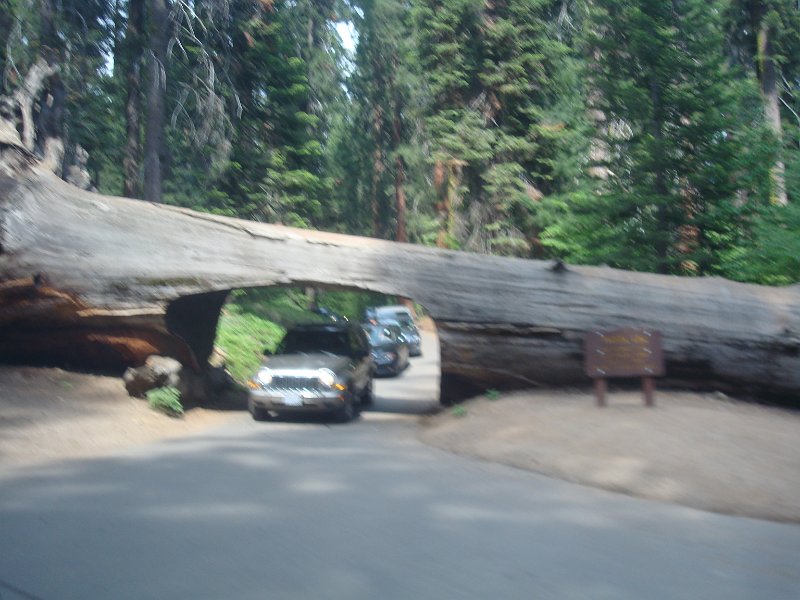 2015 Sequoia National Park w Reyes 118