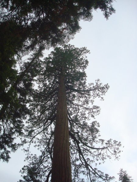 2015 Sequoia National Park w Reyes 147