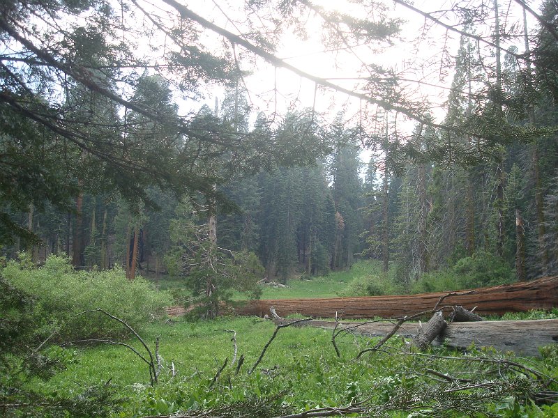 2015 Sequoia National Park w Reyes 153