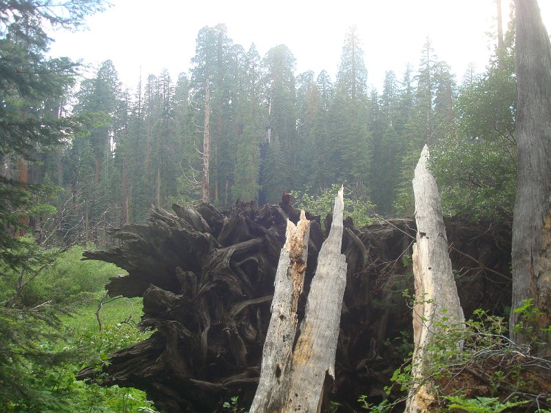 2015 Sequoia National Park w Reyes 154