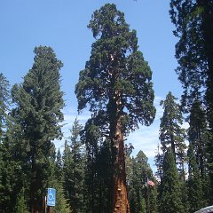 2015 Sequoia National Park w Reyes 048