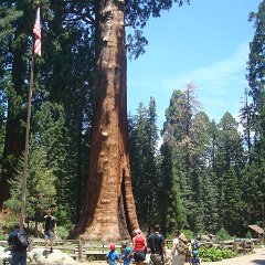 2015 Sequoia National Park w Reyes 053