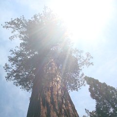 2015 Sequoia National Park w Reyes 068