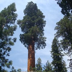 2015 Sequoia National Park w Reyes 069