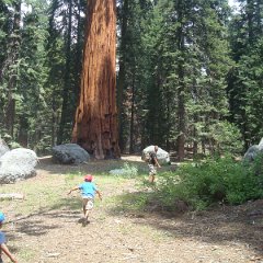 2015 Sequoia National Park w Reyes 071