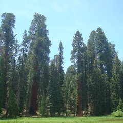 2015 Sequoia National Park w Reyes 073