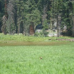 2015 Sequoia National Park w Reyes 074