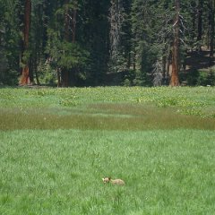 2015 Sequoia National Park w Reyes 075