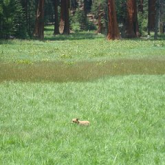 2015 Sequoia National Park w Reyes 076