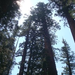 2015 Sequoia National Park w Reyes 090