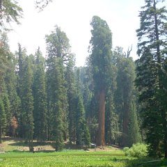 2015 Sequoia National Park w Reyes 091