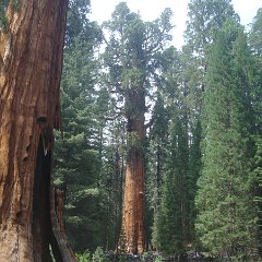 2015 Sequoia National Park w Reyes 097