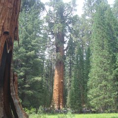 2015 Sequoia National Park w Reyes 099