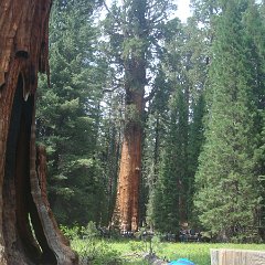 2015 Sequoia National Park w Reyes 101