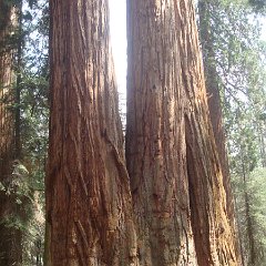 2015 Sequoia National Park w Reyes 104