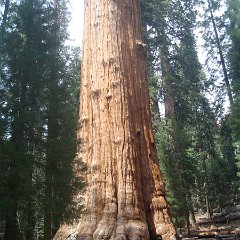 2015 Sequoia National Park w Reyes 108