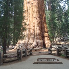 2015 Sequoia National Park w Reyes 109