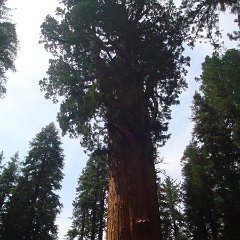 2015 Sequoia National Park w Reyes 110