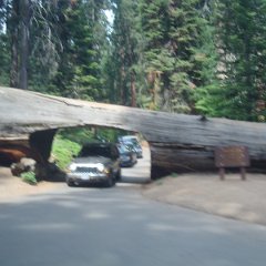 2015 Sequoia National Park w Reyes 118