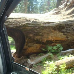 2015 Sequoia National Park w Reyes 121