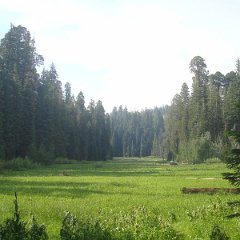 2015 Sequoia National Park w Reyes 139