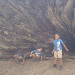 2015 Sequoia National Park w Reyes 146