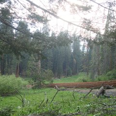 2015 Sequoia National Park w Reyes 153