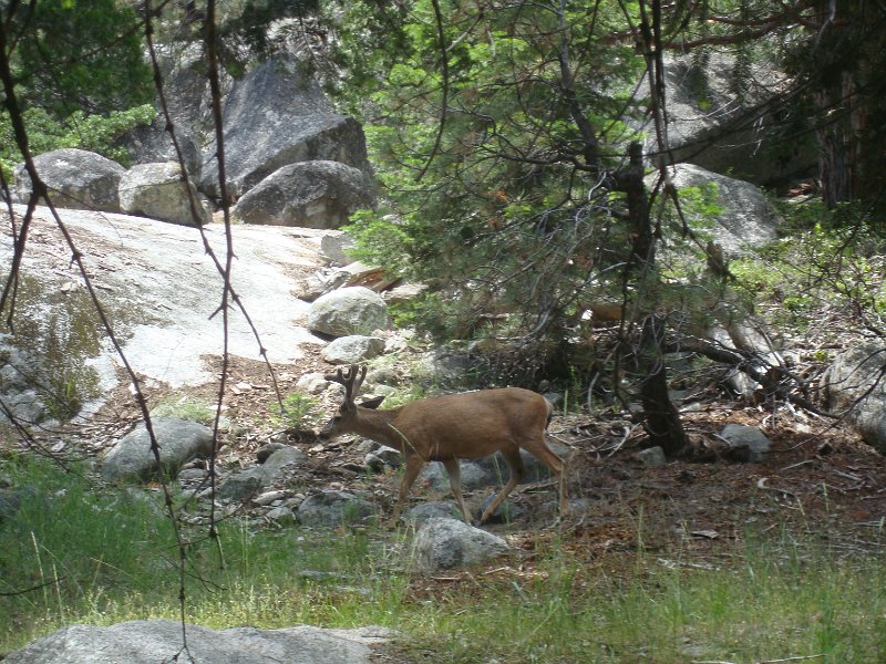 2015 Sequoia National Park w Reyes 167