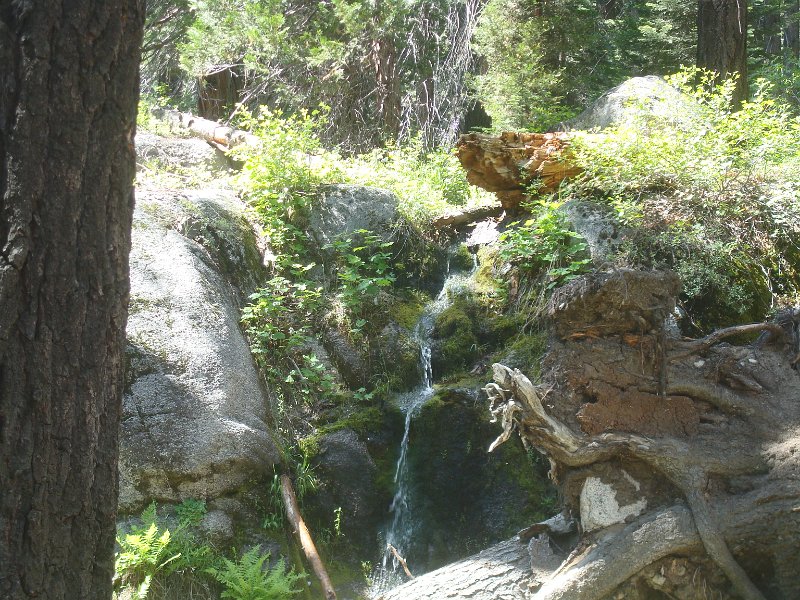 2015 Sequoia National Park w Reyes 176