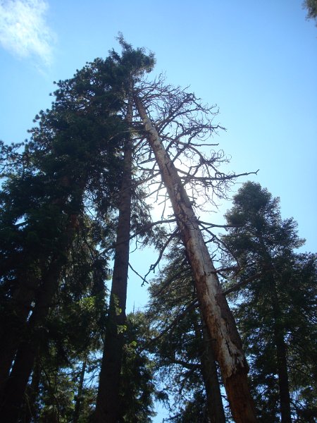 2015 Sequoia National Park w Reyes 182