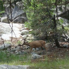 2015 Sequoia National Park w Reyes 167