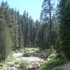 2015 Sequoia National Park w Reyes 171