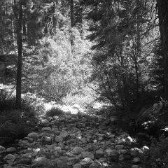 2015 Sequoia National Park w Reyes 179