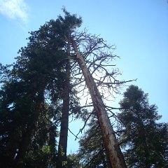 2015 Sequoia National Park w Reyes 182