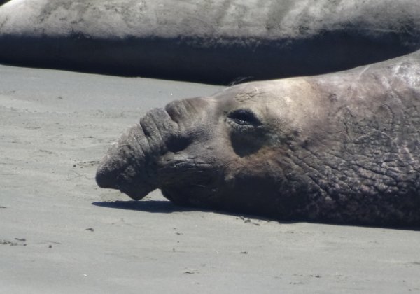 2019 elephant seals