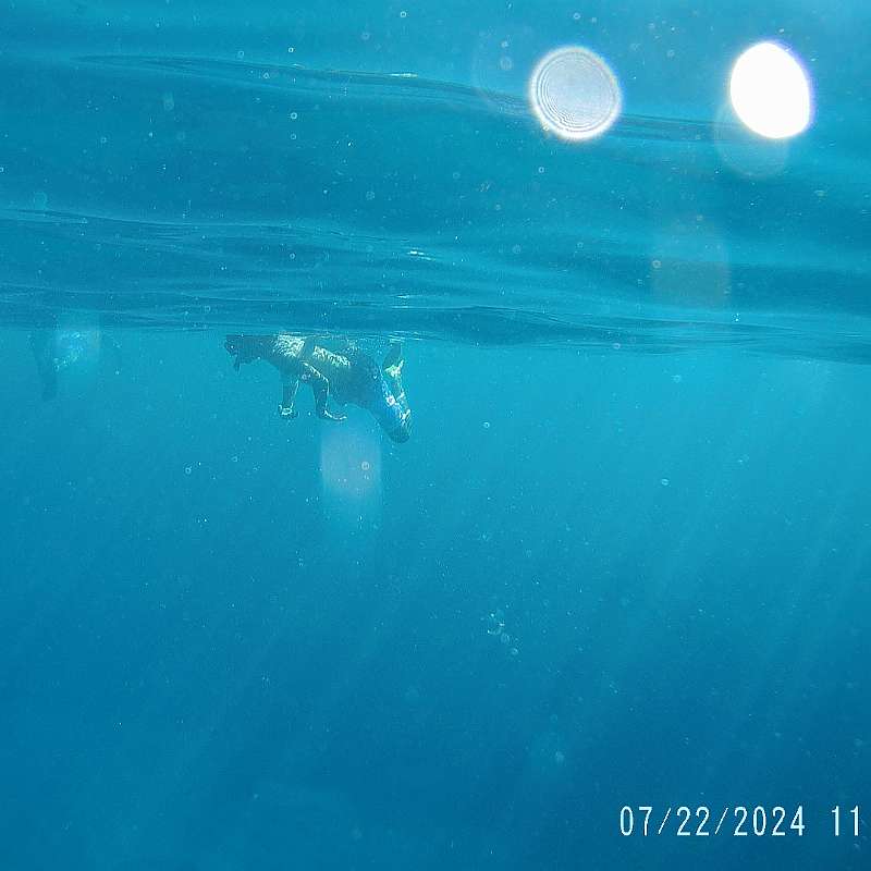 16: 2024-underwater_maui-0722_1148-32