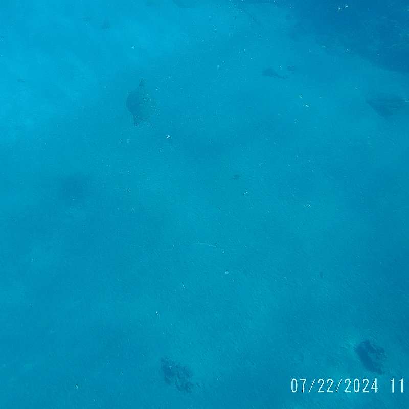 18: 2024-underwater_maui-0722_1151-34