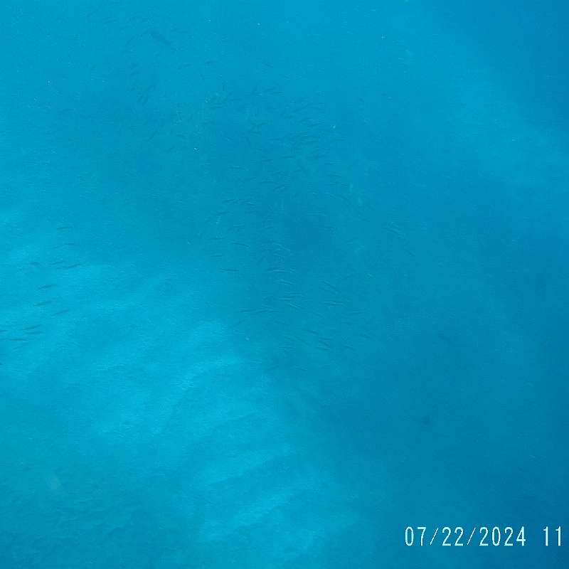 19: 2024-underwater_maui-0722_1152-40