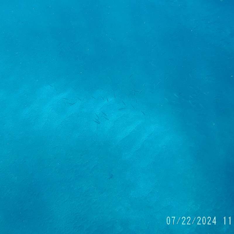 24: 2024-underwater_maui-0722_1157-47