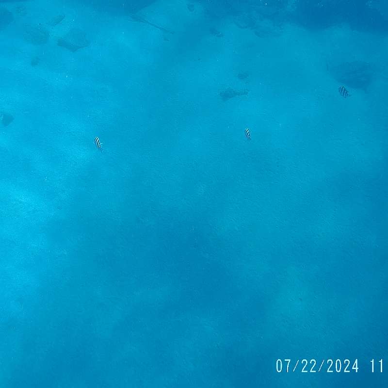 25: 2024-underwater_maui-0722_1159-48