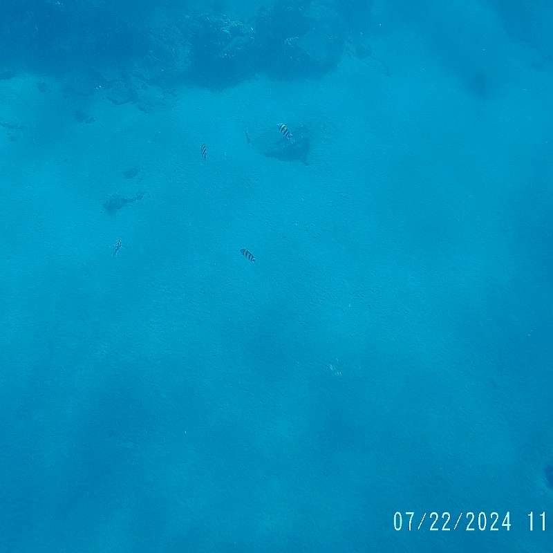 26: 2024-underwater_maui-0722_1159-49